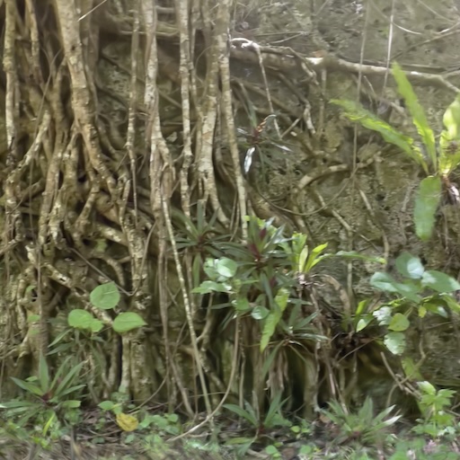 Anapala Path 3